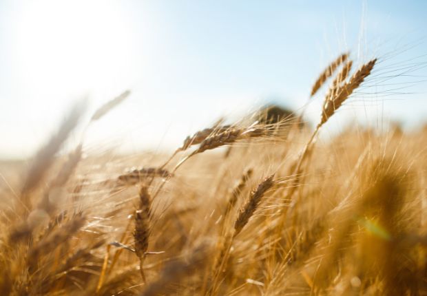 Wheat field