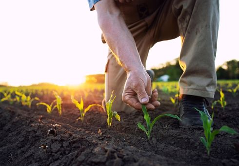 Farmer tending to a plant