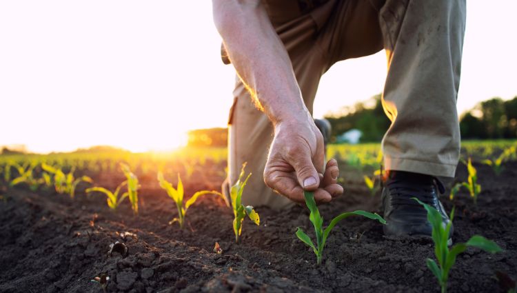 Farmer tending a plant